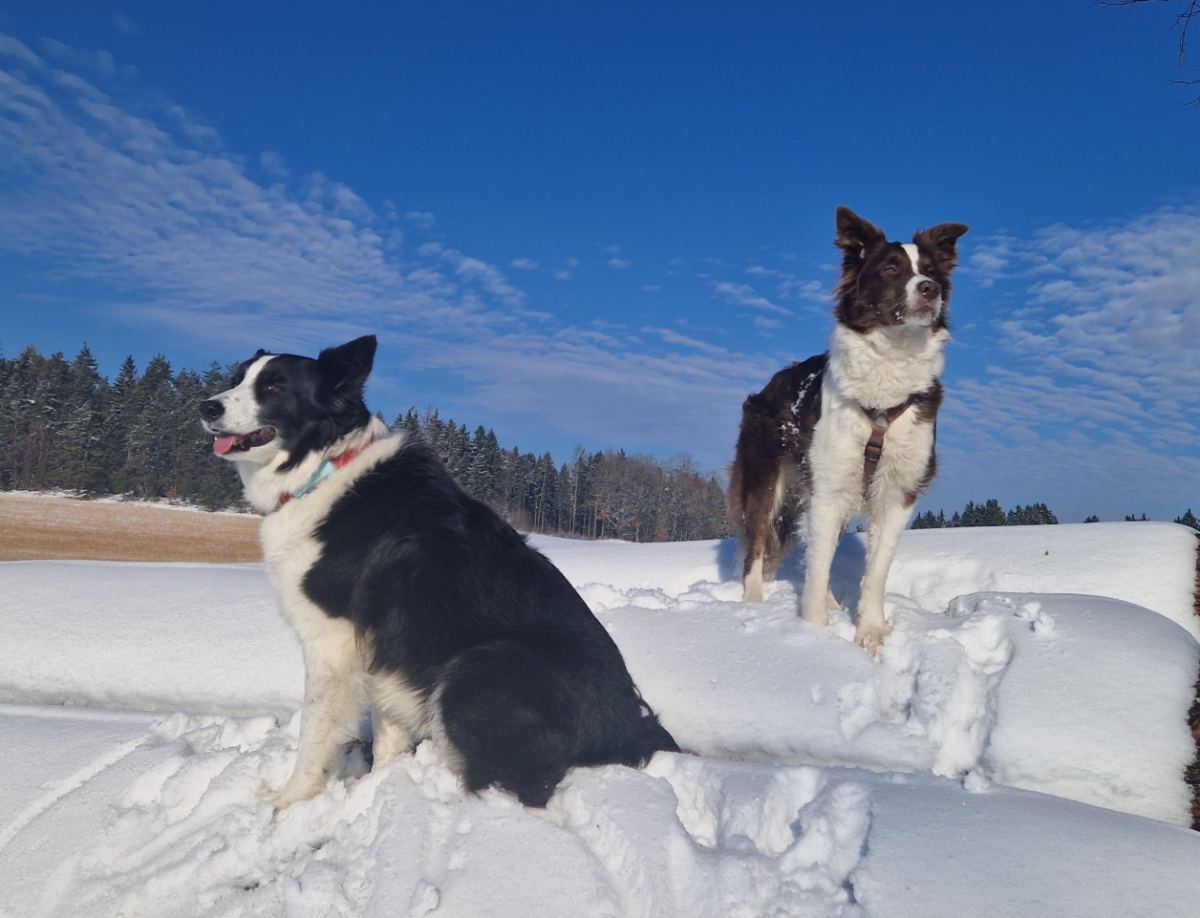 Hunde toben im Schnee