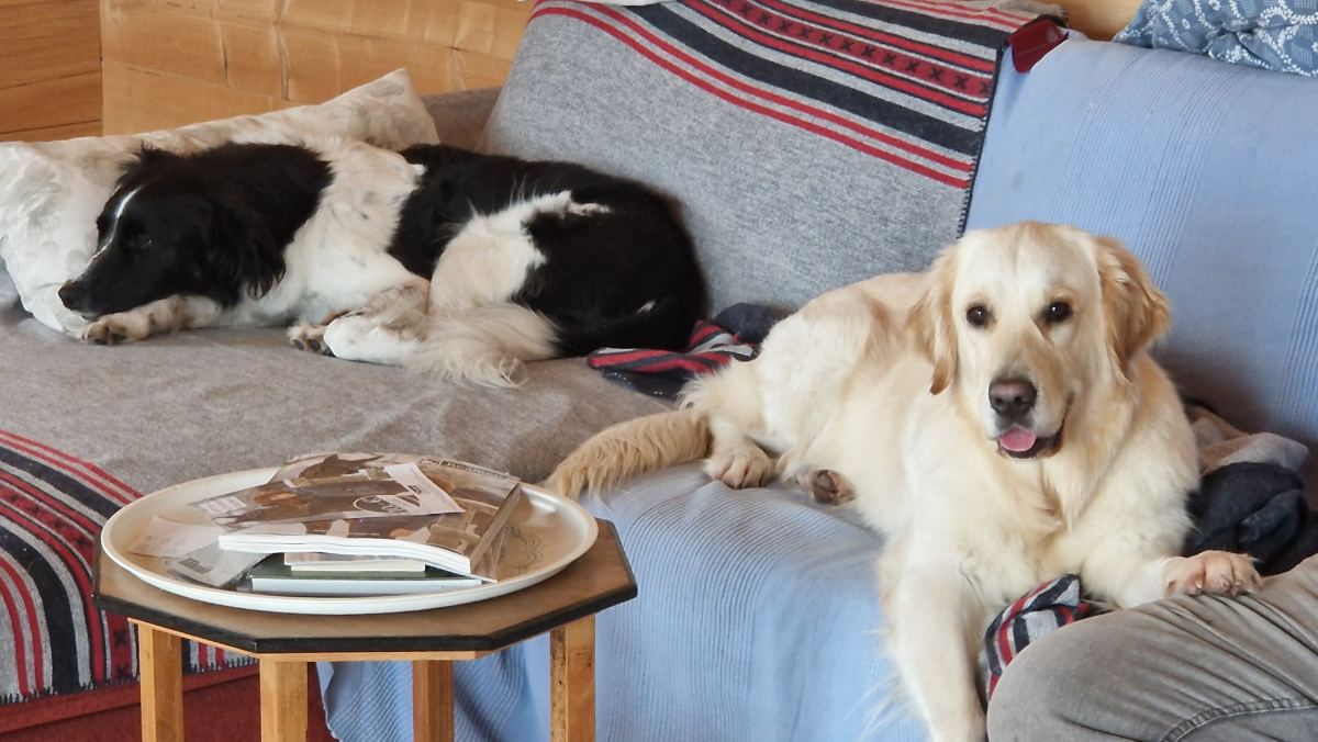 Hunde im Wohnzimmer auf dem Sofa
