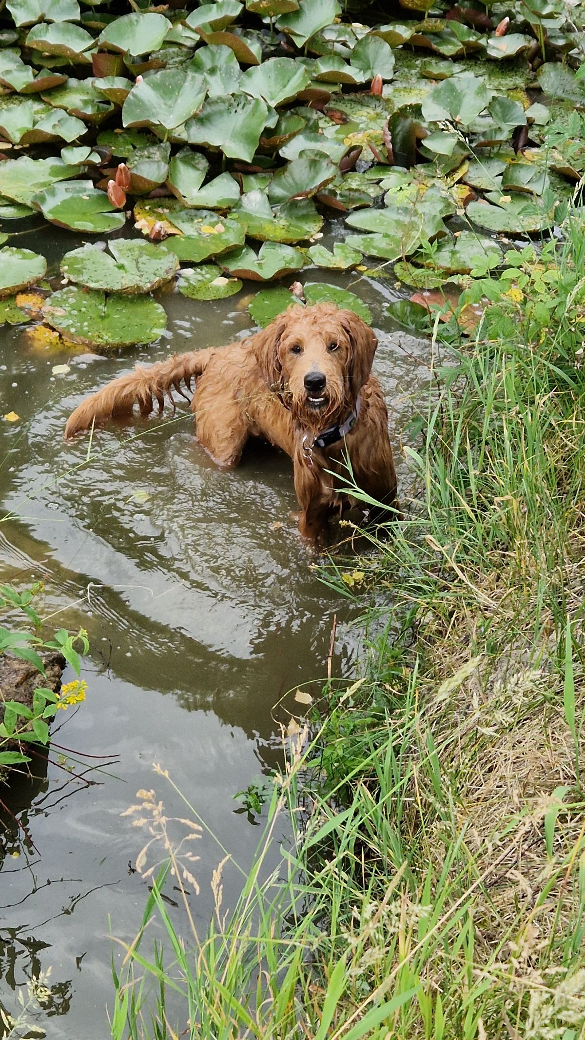 Hund beim Baden im Weiher