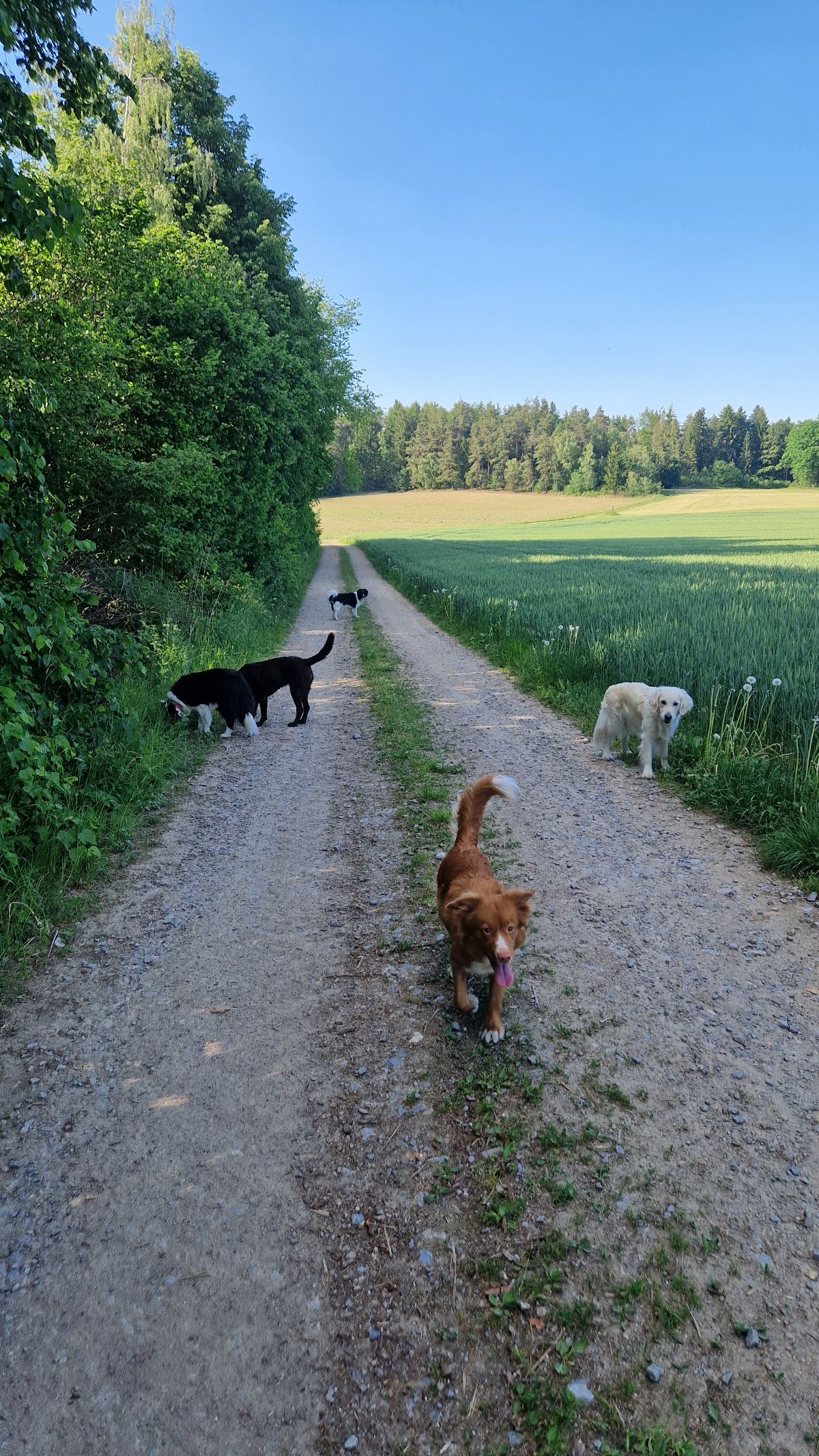 Spaziergang auf dem Feldweg