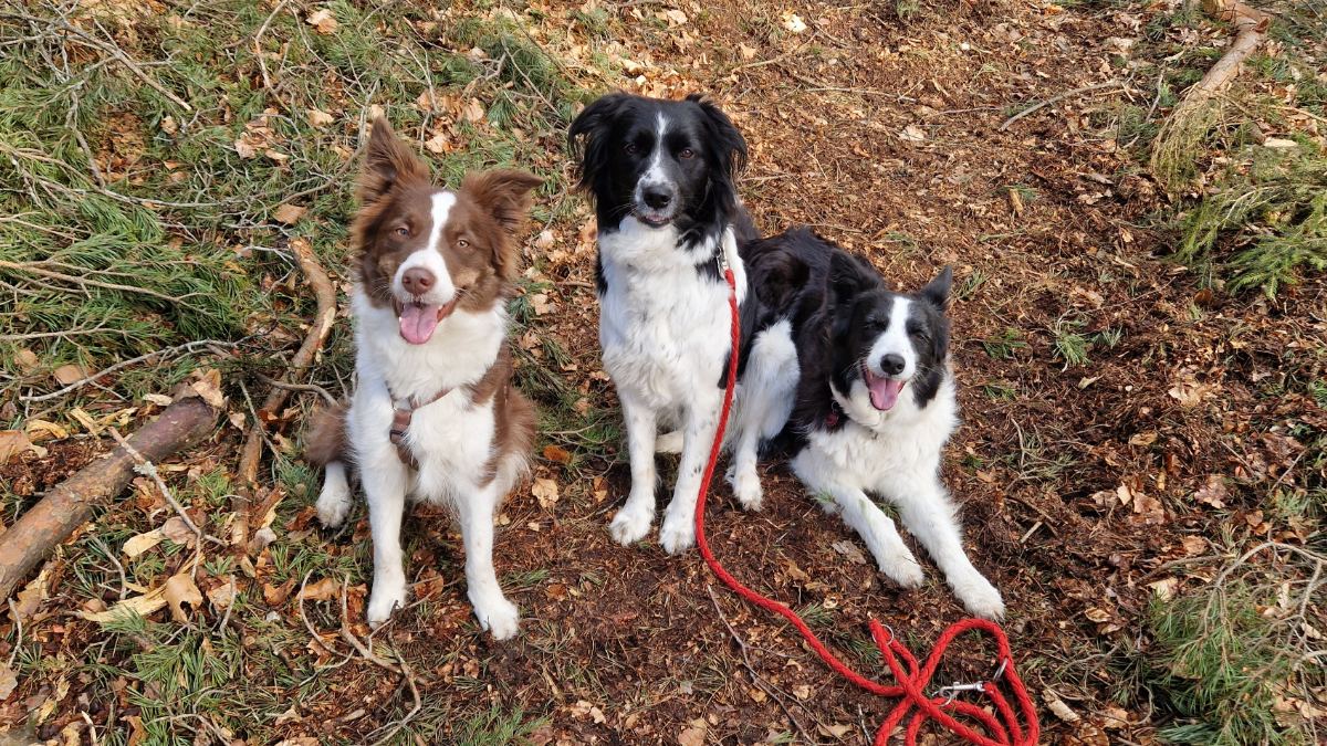 Drei Hunde im Wald