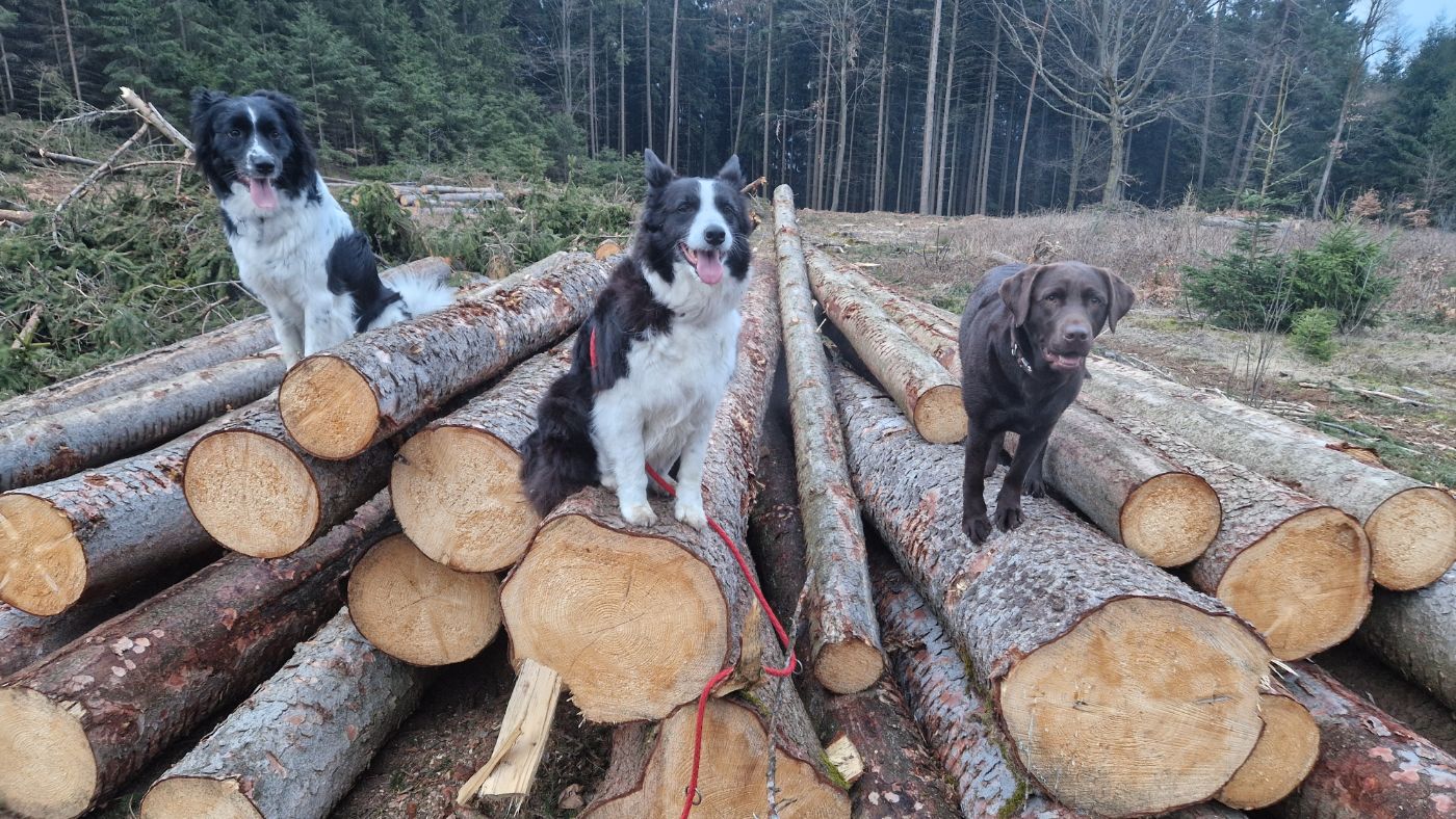 Holzstämme am Waldrand auf dem Bergershof